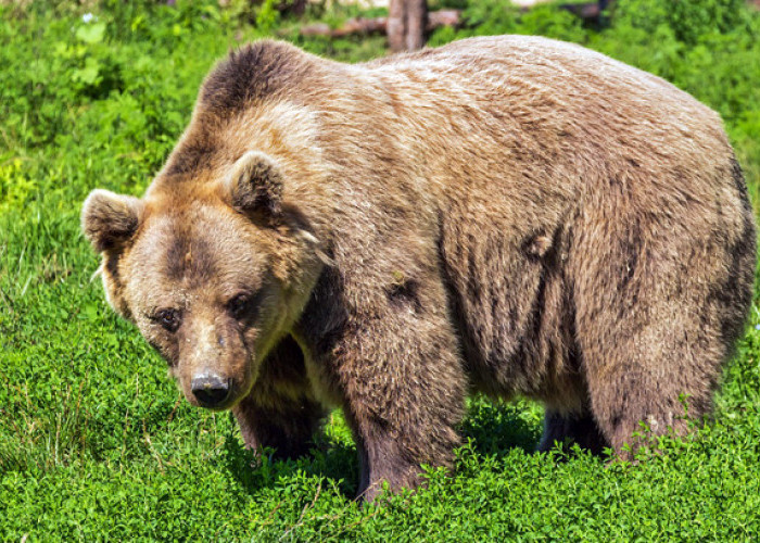 Warga Resah Melihat Beruang Berkeliaran Masuk Kampung