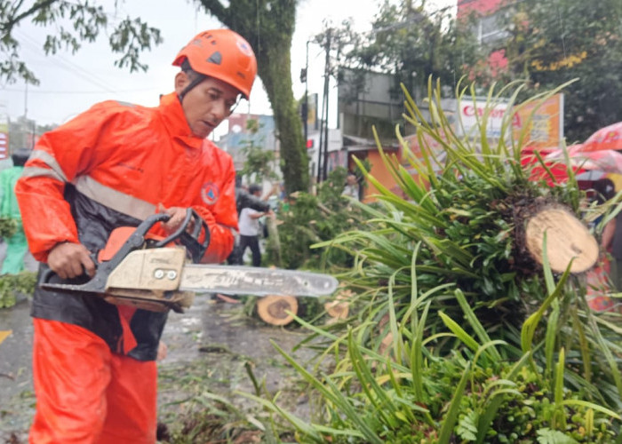 Hati-Hati Pohon Tumbang di Jalan RE Martadinata saat Hujan Deras Disertai Angin