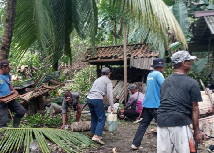 Bencana Pohon Tumbang di Pangandaran: Dalam Seminggu Empat Rumah Tertimpa