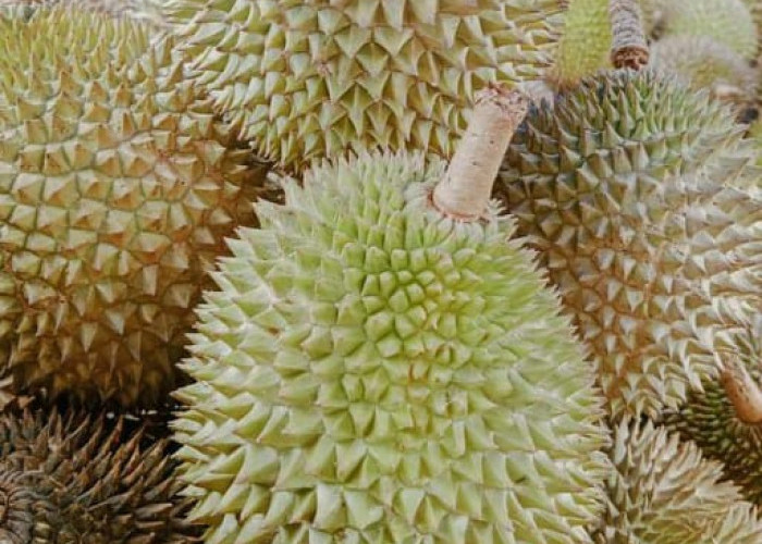 Ternyata, Salopa Terbanyak Produksi Durian Lokal Tasikmalaya Disusul Cikatomas dan Jatiwaras