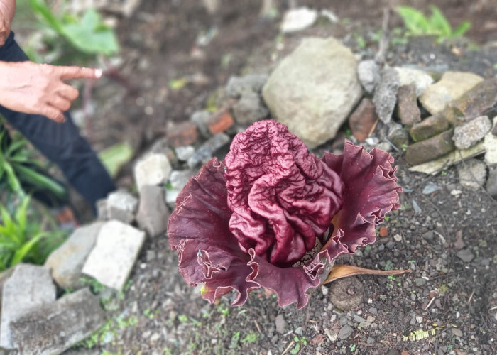 Penjelasan Ilmiah Bunga Bangkai Raksasa yang Tumbuh di Halaman Belakang Pabrik Aci di Tamansari Tasikmalaya