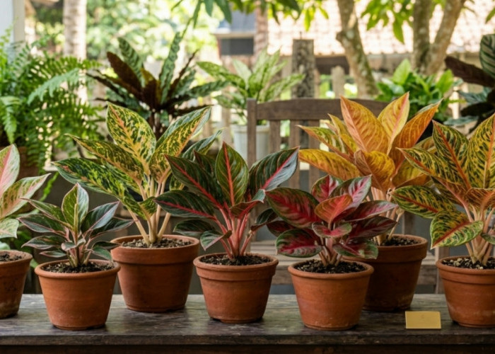 Deretan Aglaonema Termahal, Dari Lotus Delight hingga Golden Hope yang Tembus Rp50 Juta