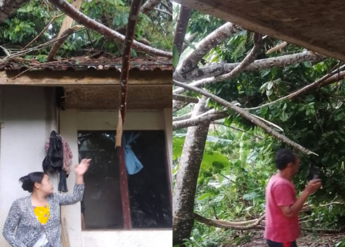 Rumah Warga Kabupaten Tasikmalaya Rusak Tertimpa Pohon saat Diguyur Hujan Deras
