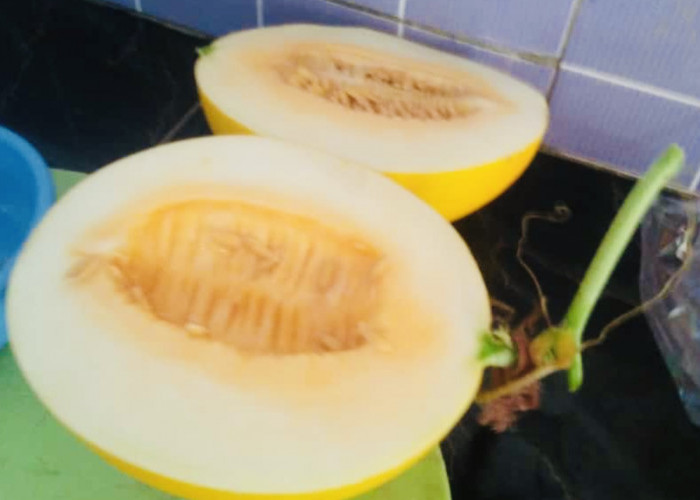 Pilih Petik Bayar Makan, Sensasi Menikmati Makan Melon dari Pohonnya