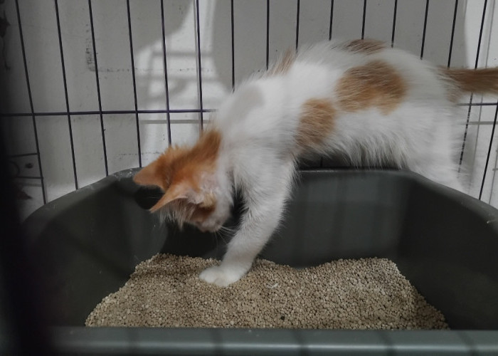 Panduan Praktis Melatih Kucing untuk Buang Air di Kotak Pasir, Pemula Wajib Simak!