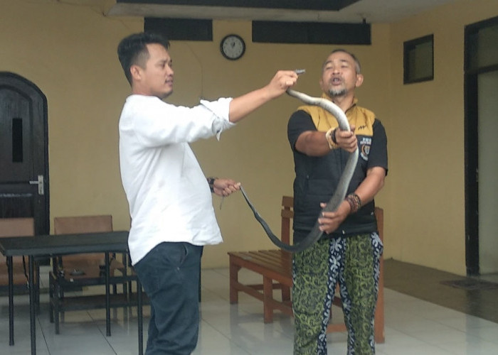 Ular Masuk Rumah Warga di Mangkubumi, Polisi Ikut Turun Tangan