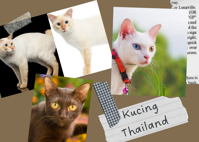 3 Jenis Kucing Eksotis Asal Thailand, Cocok untuk Dipelihara