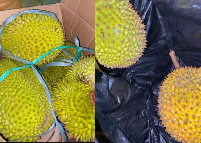 YUMMY Rasa Durian Tasikmalaya Cukup Manis dan Legit, Ukurannya Mungil dan Harganya Terjangkau