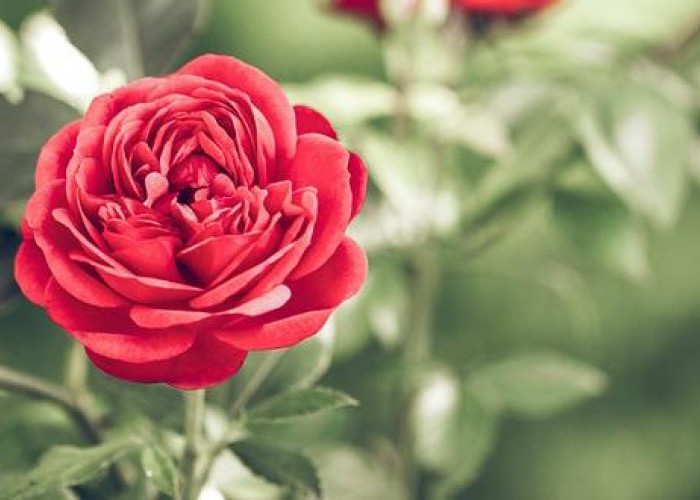 Ini Khasiat Bunga Mawar yang Baik untuk Kesehatan dan Kecantikan Alami, Simak Cara Mengolahnya