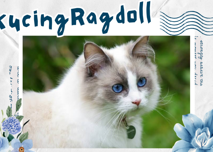 Pesona Kucing Ragdoll, Anabul Cantik dan Cerdas yang Dibanderol dengan Harga Fantastis