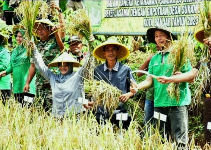 Tingkatkan Hasil Pertanian, Kodim 0613 Ciamis Bersama Pemkot Banjar Panen Raya Demplot Padi Pupuk Bios 44