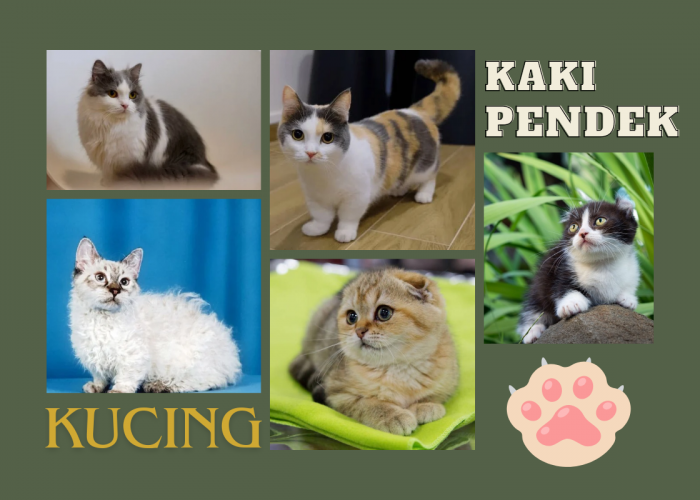 5 Ras Kucing Berkaki Pendek, Salah Satunya Kucing Munchkin, Segini Kisaran Harganya
