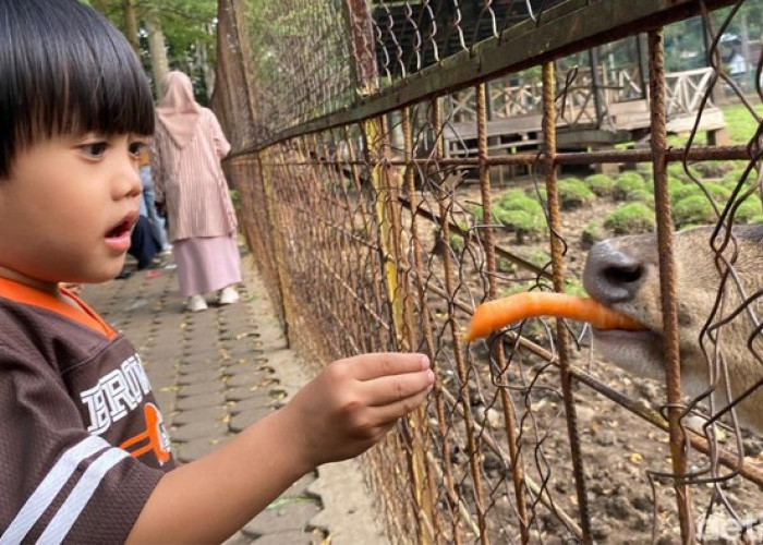 Taman Uncal, Tempat Wisata Gratis di Bandung Selatan dengan Interaksi Rusa Totol yang Menarik