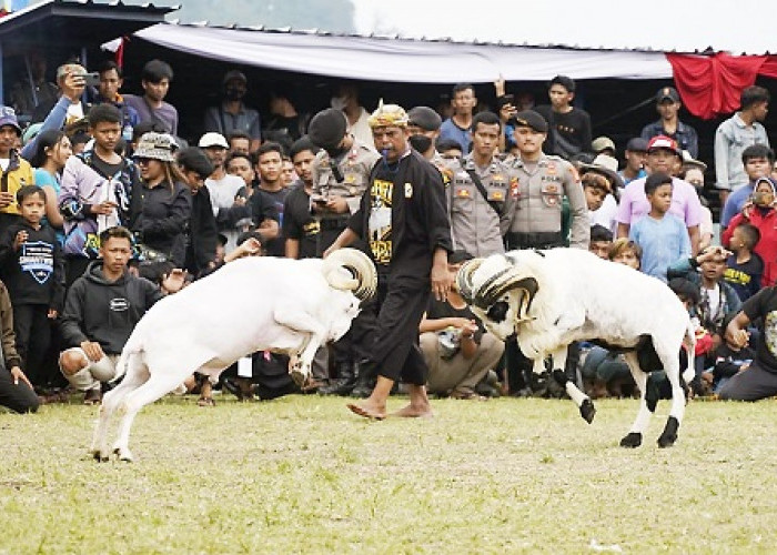 Perda Domba Garut Segera Disahkan, Bupati Rudy Gunawan Sebutkan Tujuannya      