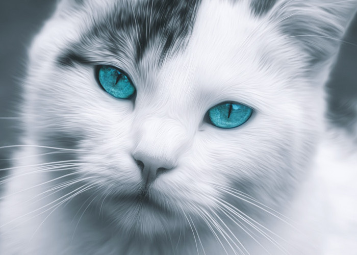Jelajahi 7 Fakta Menarik Seputar Kucing Bermata Biru, Apakah Benar Rentan Tuli?