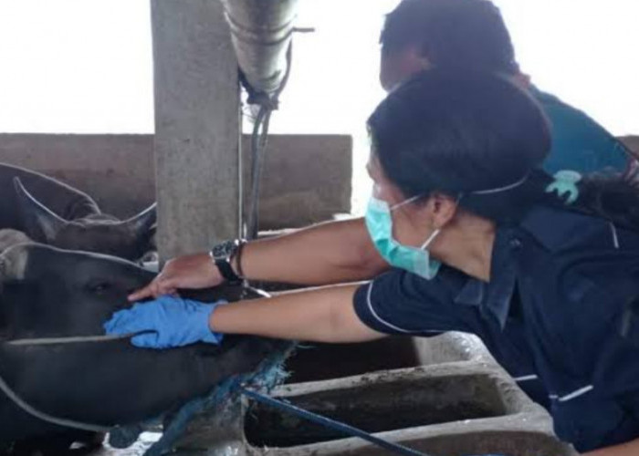 Pemeriksaan Hewan Kurban di Kota Tasikmalaya: Semua Sapi Sehat