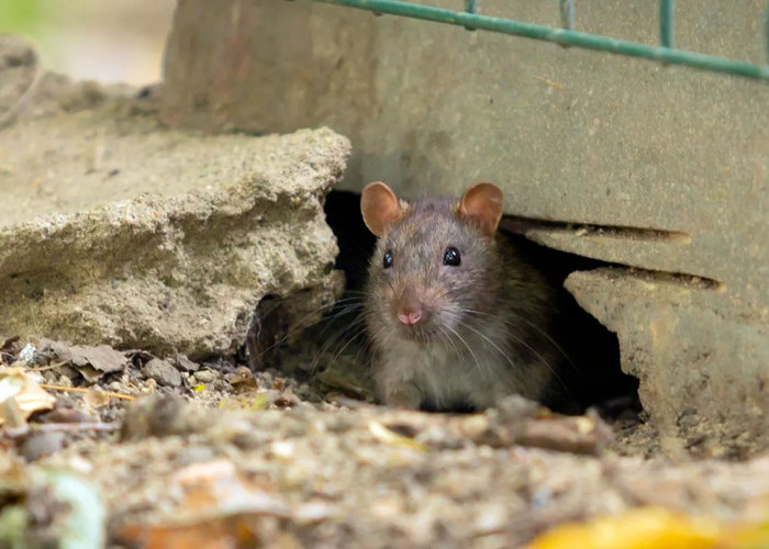Mematikan! Waspadai Penyakit Demam Urine Tikus di Musim Hujan