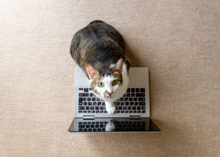 Jangan Kesal Dulu! Berikut 4 Alasan Mengapa Kucing Senang Duduk di Atas Laptop