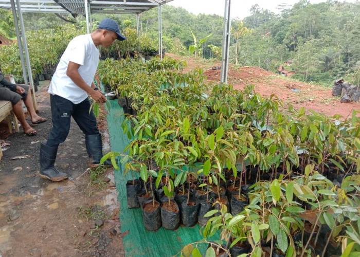 Asyik, Harga Bibit Asli Durian Musang King di Aa Kadu Tasikmalaya Terjangkau, Harganya Mulai Rp 30 Ribu