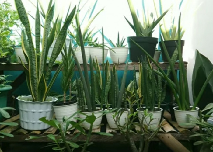 Cara Agar Tanaman Hias Sansevieria Si Lidah Mertua Tetap Rimbun di Rumah dan Efektif Membersihkan Udara