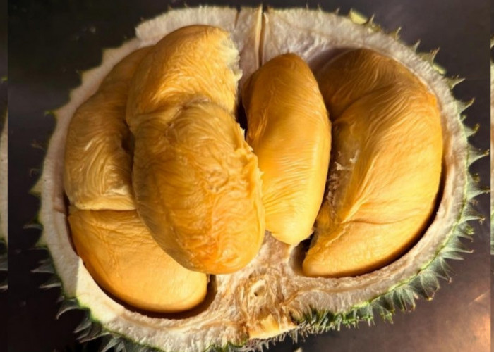 Musang King: Raja Durian Paling Mahal dari Malaysia, Begini Asal Usulnya! 