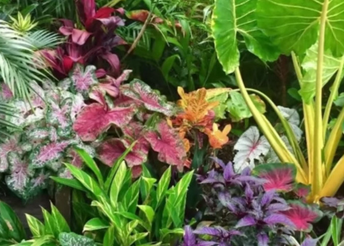 Tetap Cantik! Ini 13 Tanaman Outdoor Paling Tahan Panas, yang Perawatannya Nggak Ribet