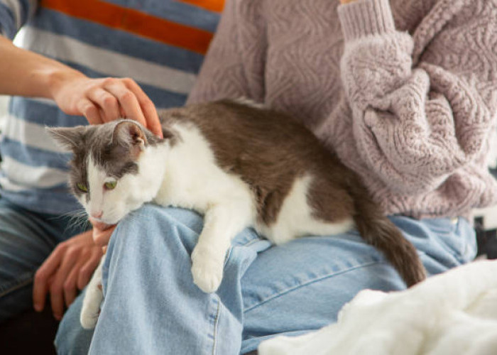 8 Alasan Mengapa Kucing Senang Tidur di Pangkuan Pemiliknya, Tidak Sekadar Anabul Mempercayaimu