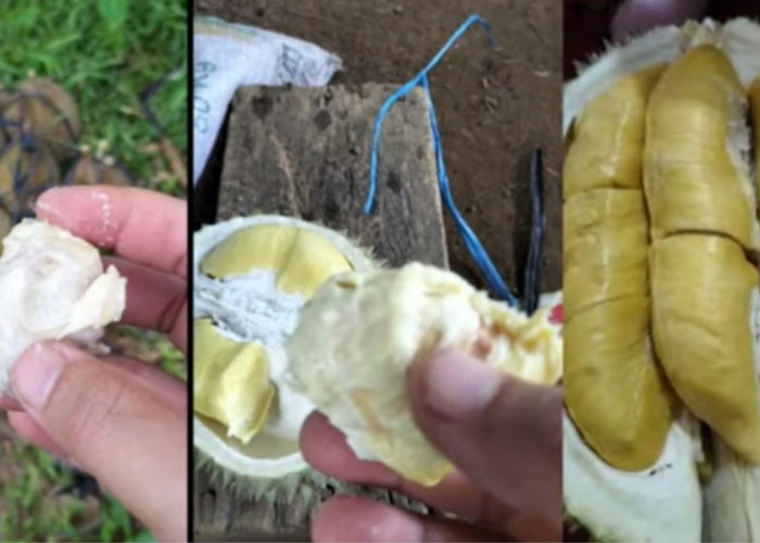 Harganya Beda Jauh! Ternyata Ini yang Membedakan Durian Lokal dan Musang King