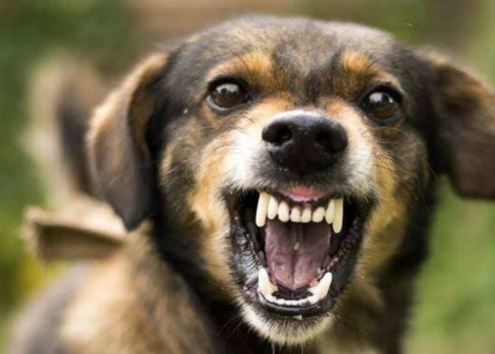 Perburuan Anjing Liar untuk Dikirim ke Luar Daerah Masih Terjadi di Kabupaten Pangandaran 