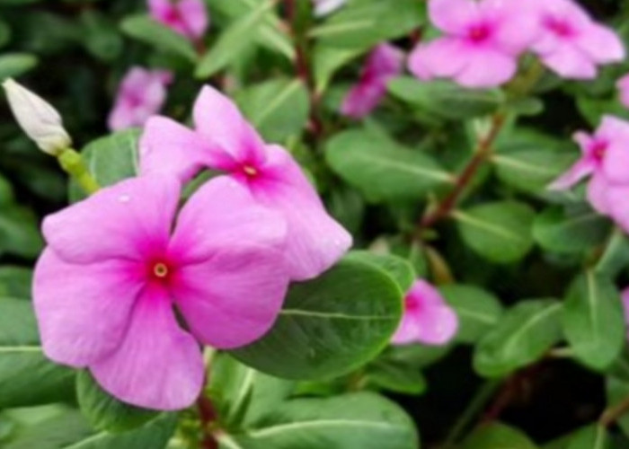 Tapak Dara, Tanaman Cantik Bernilai Medis Tinggi yang Tahan Cuaca Ekstrem
