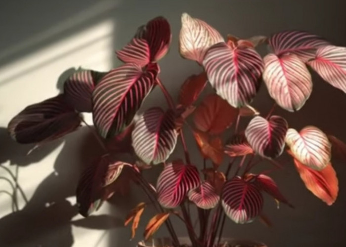 15 Tanaman Hias Eksotik untuk Rumah Kecil Minim Cahaya, Solusi Cantik dan Mudah Dirawat