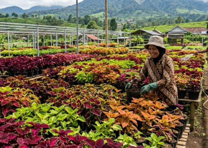Miana Sultan dari Lembang Jadi Incaran Kolektor, Ini Keunikan Daun Warna-warni dan Cara Merawatnya