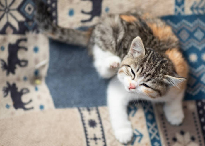 Bagaimana Menghilangkan Kutu Pada Anak Kucing Secara Aman? Simak 6 Tips Terbaiknya