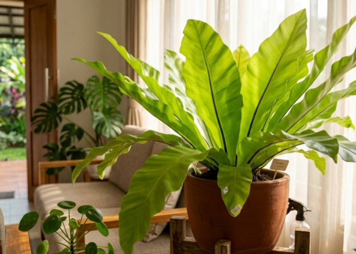 Kadaka, Si Pakis Sarang Burung yang Banyak Digemari Pecinta tanaman Tanaman Hias