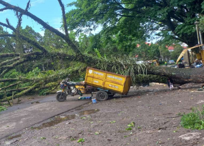 Pohon Tumbang di Kompleks Olahraga Dadaha Timpa Motor Sampah, BPBD Siaga Evakuasi