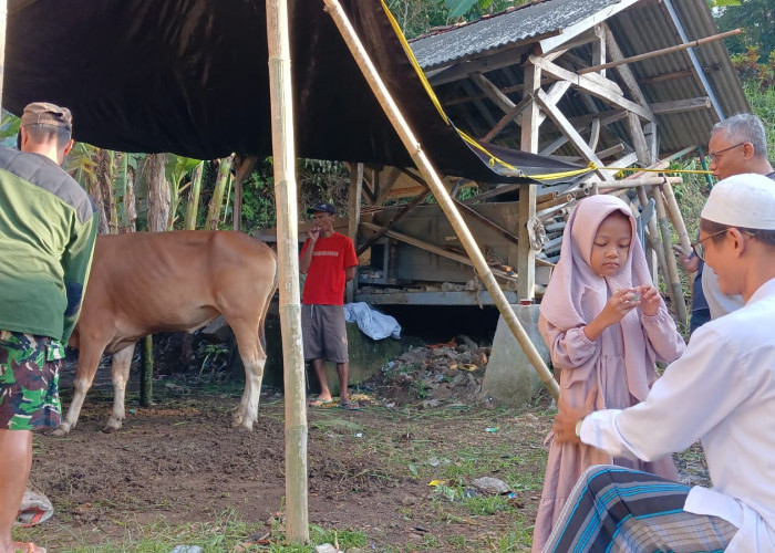 Anak TK di Kota Tasikmalaya Berkurban Sapi dari Hasil Tabungan Lomba Mewarnai