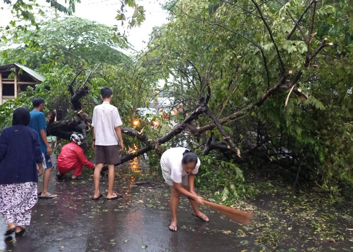 Diguyur Hujan Deras dan Diterpa Angin Kencang, Pohon Kersen di Dadaha Kota Tasikmalaya Tumbang