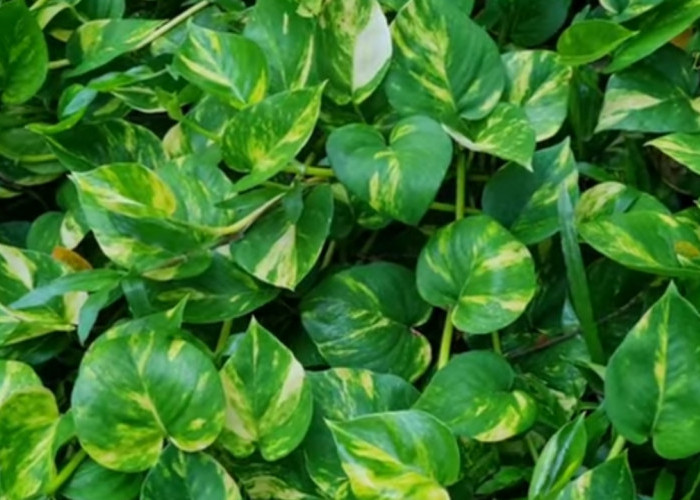 Sirih Gading Favorit Pecinta Tanaman Hias! Ini Enam Varietas Pothos Cantik yang Mudah Dirawat di Rumah