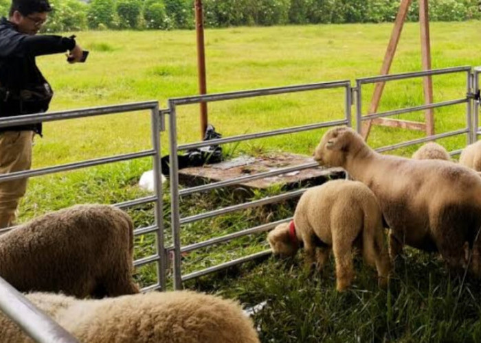 Ini Penyebab 6 Ekor Domba di Pancatengah Tasikmalaya Mati Serentak Secara Misterius