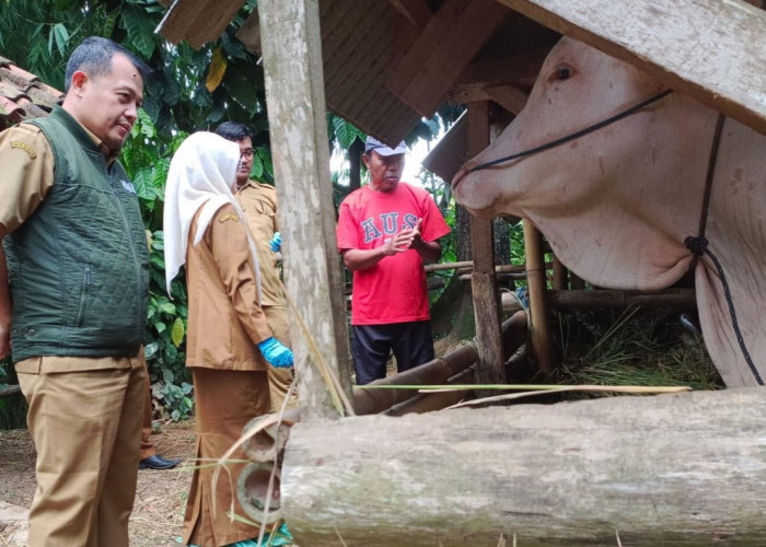 Peternak Sapi di Tasikmalaya Terancam Gagal Panen Idul Adha Akibat Wabah PMK