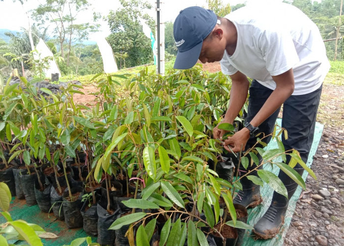 Cara Memilih Bibit Durian Musang King dan Duri Hitam untuk Ditanam di Tasikmalaya