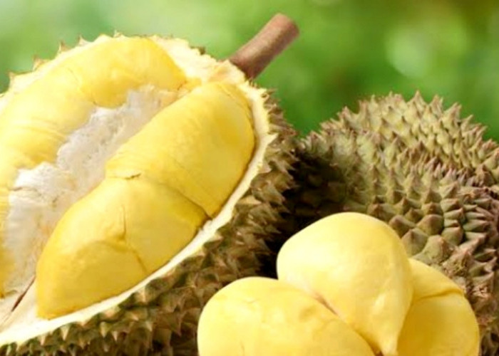 Simak Baik-Baik, Apakah Ibu Hamil Boleh Makan Durian Musang King? Ini Penjelasannya