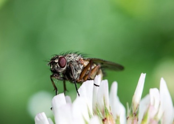 Tanda Bahaya Setelah Menyantap Makanan yang Dihinggapi Lalat