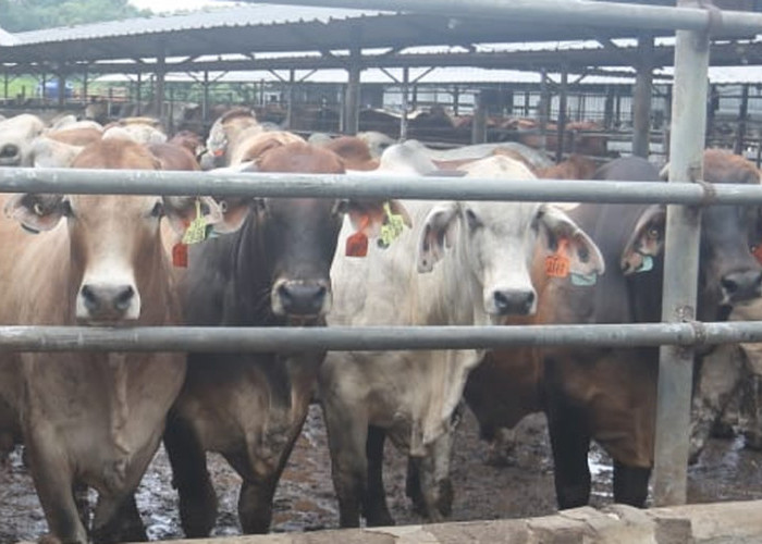 Cara Beli Hewan Kurban 2026 di Dompet Dhuafa, Ini Daftar Harga Kambing, Sapi hingga Unta