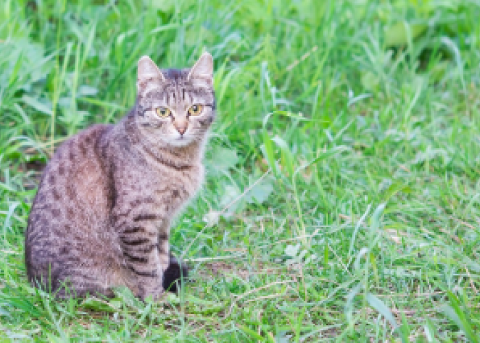 3 Alasan Mengapa Kucing Kampung Lebih Pintar Dibanding Kucing Lainnya, Salah satunya Faktor Habitat