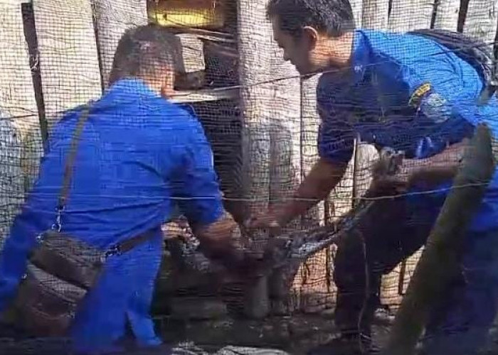 Ular Sanca Kembang Sepanjang 2,5 Meter Mangsa 2 Ekor Bebek Milik Warga di Kota Banjar