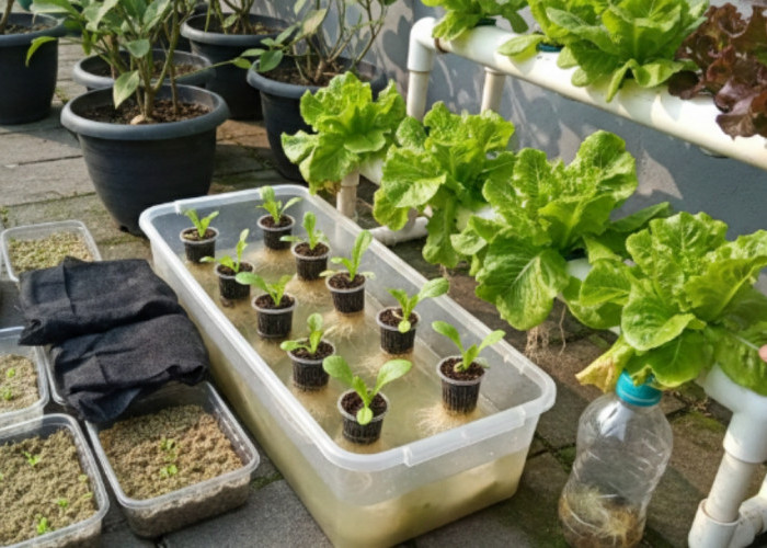 Tanam Selada Hidroponik Anti Gagal! Panduan Praktis dari Semai hingga Panen di Rumah