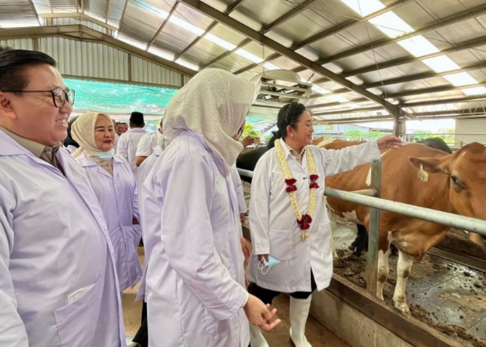 Pemerintah Targetkan Tambahan 600 Ribu Sapi Perah hingga 2029 untuk Kejar Swasembada Susu