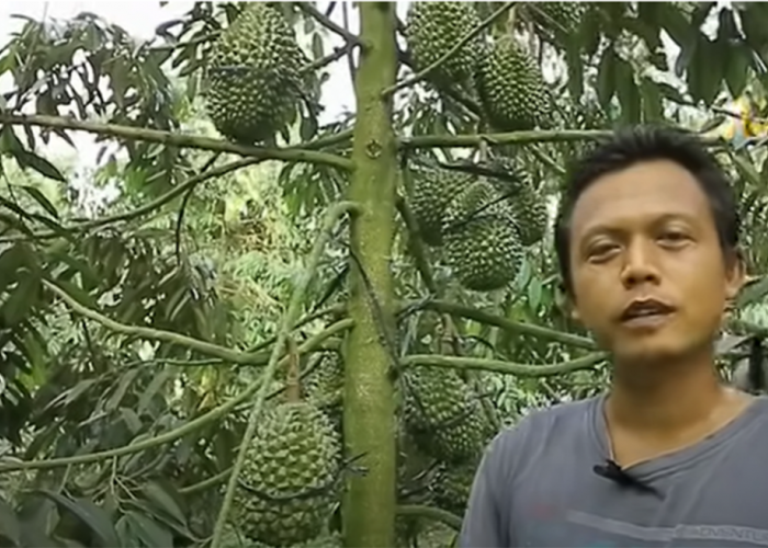 TIPS SUKSES Pohon Durian 3 Tahun Sudah Berbuah Lebat dari Petani, Simpel dan Ini Alamat Lengkap Kebunnya 
