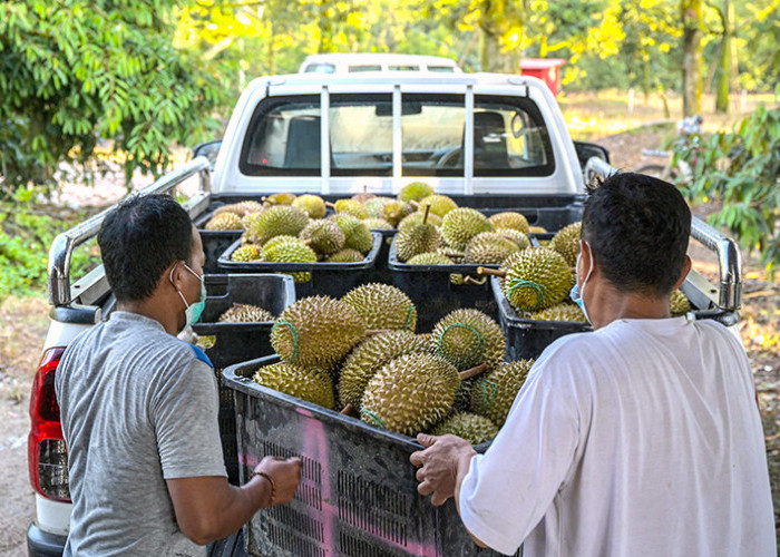 Wow, Kebun Durian Tasikmalaya Mencapai 5.948 Hektare, Kini Mulai Ditanami Durian Musang King dan Kuning Mas 